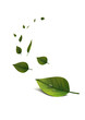 feuille goutte
