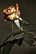 Foto: Rose Rose