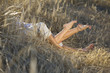 Photo: young couple lying on the field young couple lying on the field