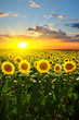 sunflowers