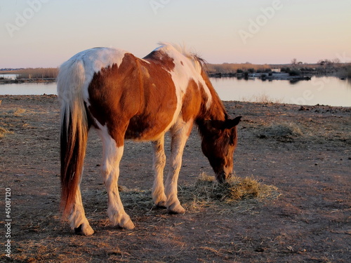 Photo: Camargue Camargue
