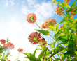 Flowers Over Blue Sky. Zinnia flower. Autumn Flowers