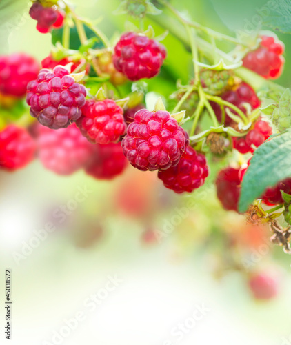 Photo: Raspberry. Growing Organic Berries Art Design Raspberry. Growing Organic Berries Art Design