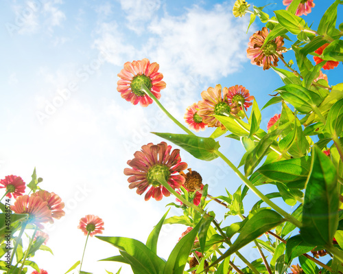 Photo: Flowers Over Blue Sky. Zinnia flower. Autumn Flowers Flowers Over Blue Sky. Zinnia flower. Autumn Flowers