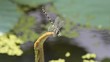 Yellow dragonfly in the garden.