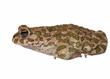 European green toad, Bufo viridis, isolated on white