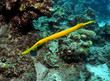 Trompetenfisch