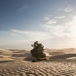 "USA, Utah, Little Sahara, tree on desert"