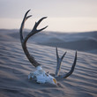 "USA, Utah, Little Sahara, animal skull on desert"