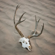 "USA, Utah, Little Sahara, animal skull on desert, elevated view"