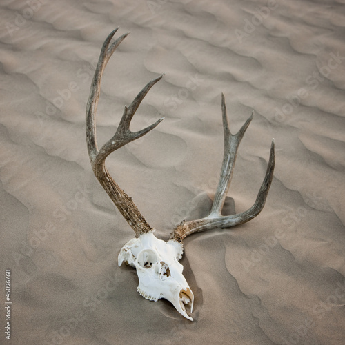 Photo: "USA, Utah, Little Sahara, animal skull on desert, elevated view" "USA, Utah, Little Sahara, animal skull on desert, elevated view"
