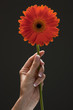 Young woman's hand holding flower