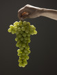 Young woman's hand holding a bunch of grapes