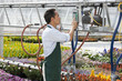 USA, Utah, Salem, man switching on sprinklers in greenhouse