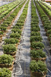 Rows of pot plants irrigated in greenhouse