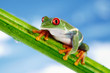 Foto: Green Frog with red eye. Green Frog with red eye.