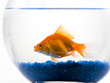 Goldfish in bowl on white background