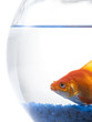 Goldfish in bowl on white background