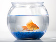 Studio shot of goldfish in a bowl