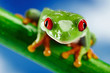 Green Frog with red eye.