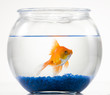 Goldfish in a bowl