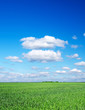 green field