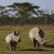 The rhinos