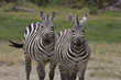 Zebras