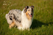 sable collie (rough)