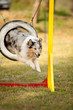jumping border collie on agility course