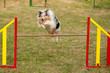 jumping border collie on agility course