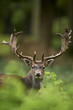 head shot of a fallow deer stag (dama dama)