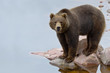 Brown bear fishing salmon