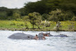 "Hippopotamuses wading in a river, Africa"
