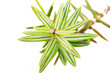 juniper leaves close up on the white