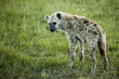 "Hyena in Kenya, Africa"