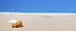 Shell on beach