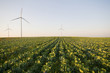 Cabbage field with wind turbines