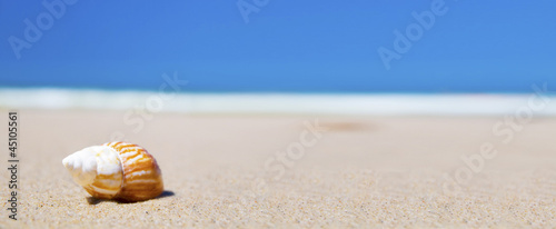 Photo: Shell on beach Shell on beach