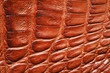 Crocodile skin