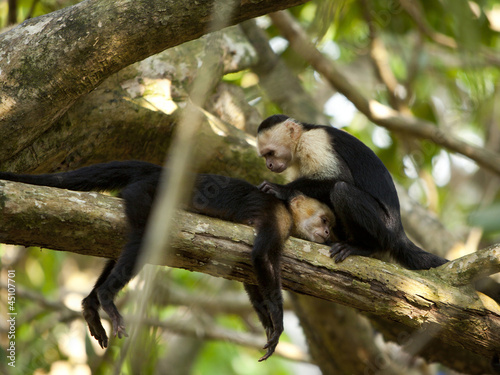 Photo: "Costa Rica, Two monkeys resting on tree,lying face to face" "Costa Rica, Two monkeys resting on tree,lying face to face"