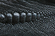 Crocodile skin