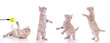 Katzenbabies