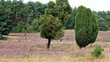 Lüneburger Heide, Video