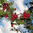Weißdorn - Crataegus