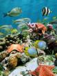Red cushion starfish in a coral reef