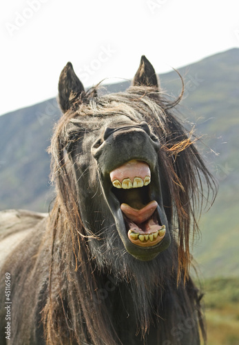 Photo: Laughing Pony Laughing Pony