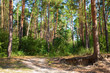 Photo: Pine forest road Pine forest road
