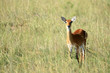Photo: Impala Antelope, Uganda, Africa Impala Antelope, Uganda, Africa