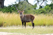 Photo: Water Buck - Uganda, Africa Water Buck - Uganda, Africa